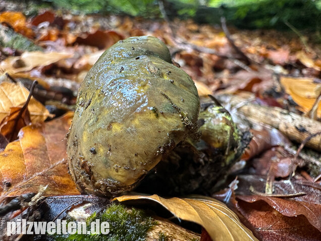 Schwarzgrüner Klumpfuß, Calonarius atrovirens