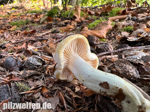 Gelbverfärbender Schneckling, Hygrophorus discoxanthus