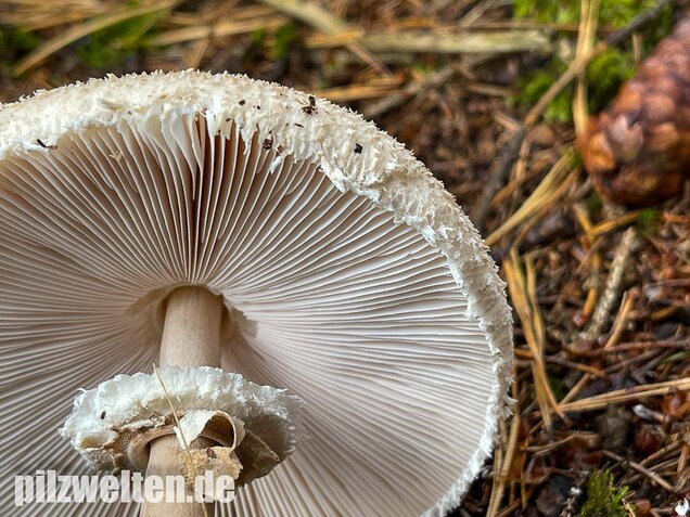 Sternschuppiger Riesenschirmling, Macrolepiota fuliginosa