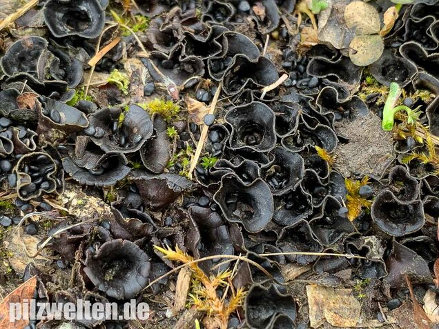 Topfteuerling, Cyathus olla