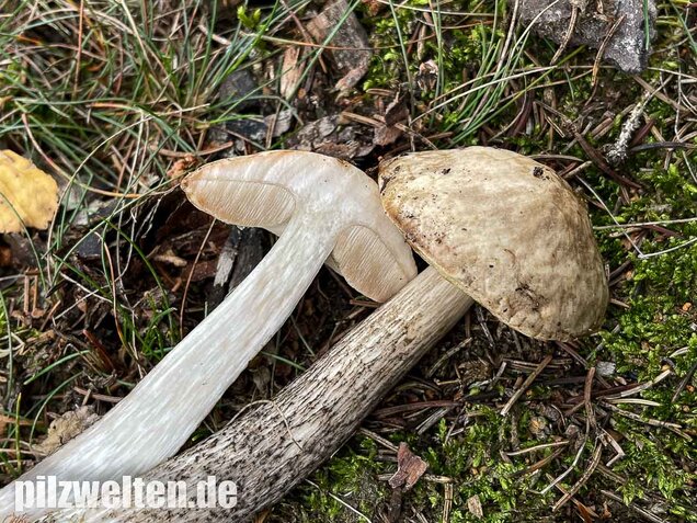 Weißer Birkenpilz, Leccinum holopus