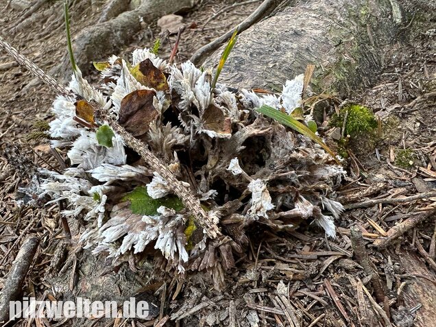 Weißer Warzenpilz, Blumenlederkoralle, Thelephora penicillata