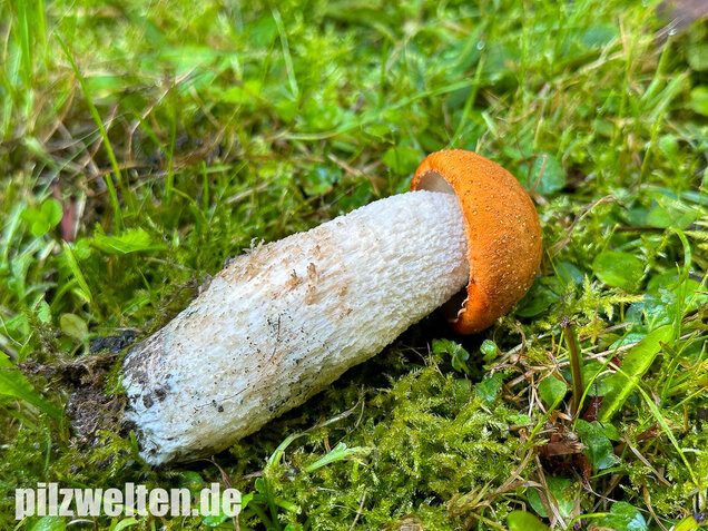 Weißstielige Rotkappe, Espenrotkappe, Leccinum leucopodium