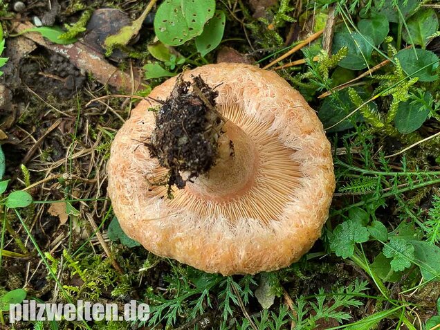 Zottiger Birkenmilchling, Lactarius torminosus