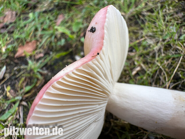 Ausblassender Birkentäubling, Verblassender Täubling, Russula exalbicans