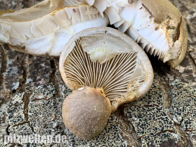 Beschleierter Pappel-Seitling, Pleurotus calyptratus