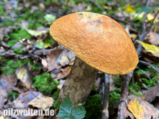 Birkenrotkappe, Leccinum versipelle