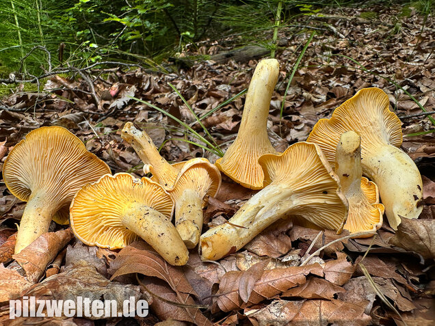 Blasser Pfifferling, Laubwaldpfifferling, Cantharellus pallens