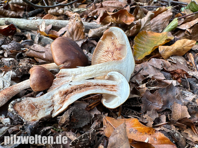 Brandiger Ritterling, Tricholoma ustale