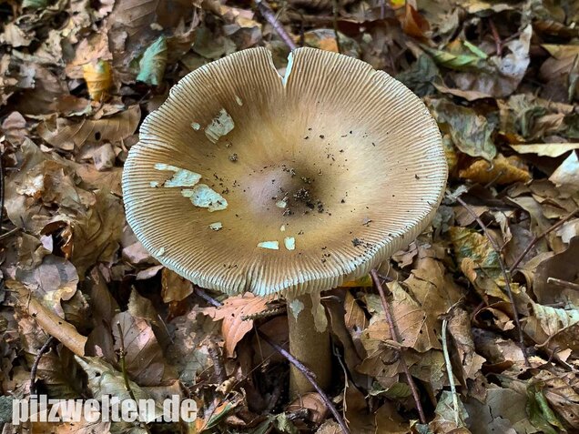 Dickscheidiger Scheidenstreifling, Amanita pachyvolvata