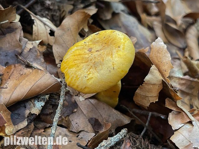 Echter Pfifferling, Cantharellus cibarius