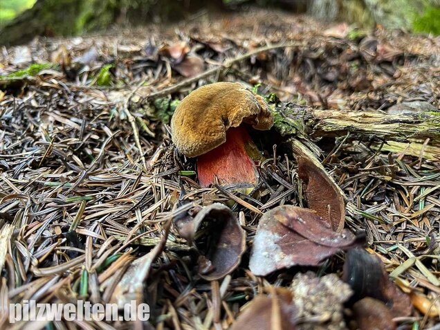 Flockenstieliger Hexenröhrling, Neoboletus erythropus