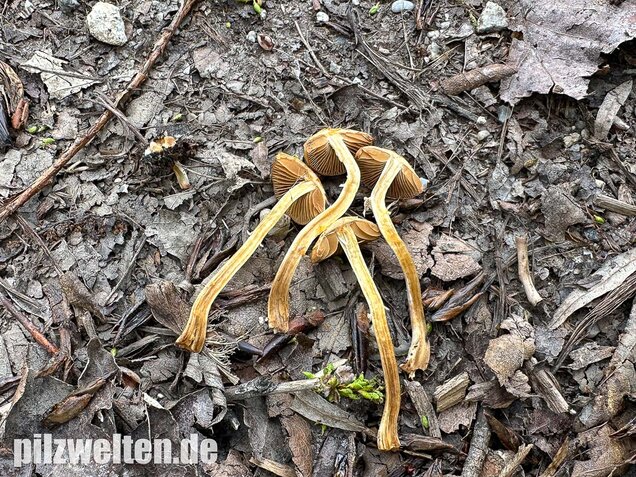 Frühlings-Glockenschüppling, Conocybe aporos