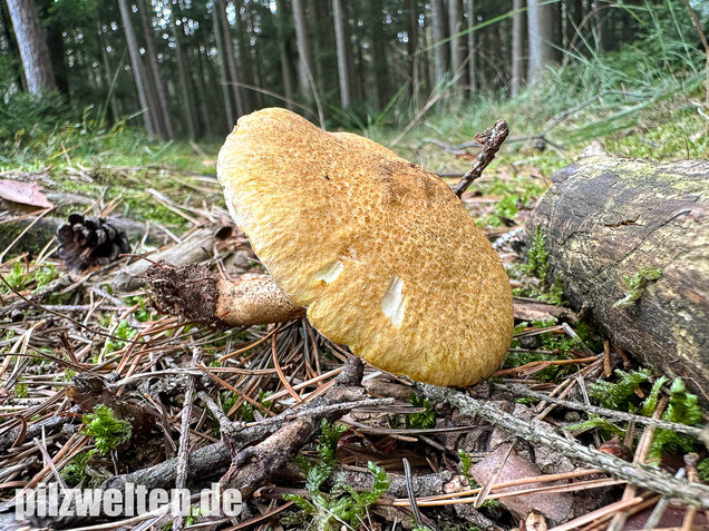 Gelber Hohlfußröhrling, Suillus cavipes var. aureus