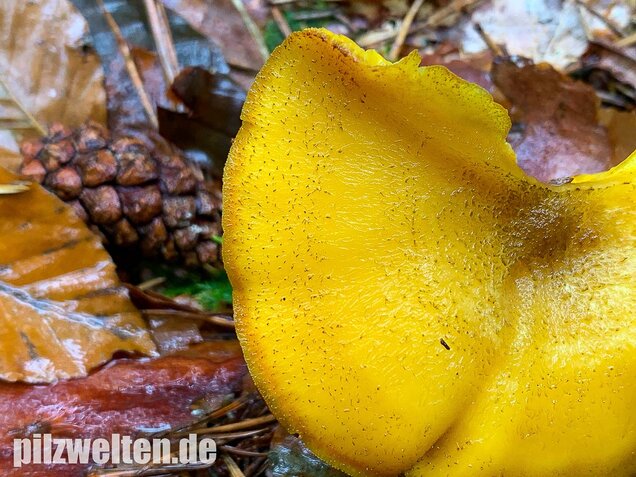 Goldgelber Holzritterling, Tricholomopsis decora