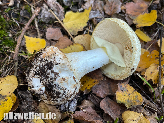 Gelber Knollenblätterpilz, Amanita citrina