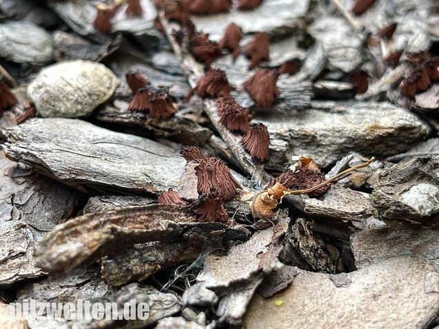 Gelbes Fadenkeulchen, Stemonitis flavogenita
