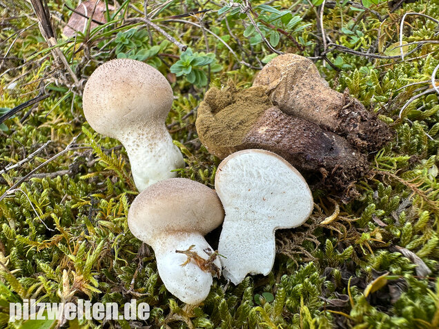 Grauer Stäubling, Trockenrasenstäubling, Lycoperdiscus lividus