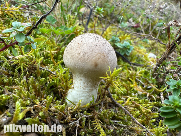 Grauer Stäubling, Trockenrasenstäubling, Lycoperdiscus lividus