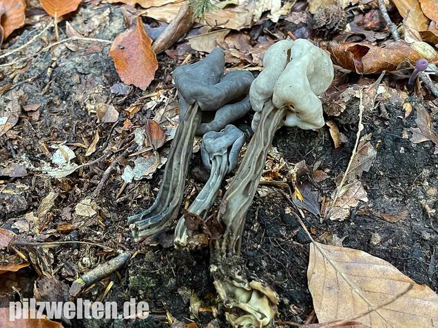 Grubenlorchel, Helvella lacunosa