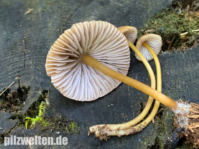 Grünschneidiger Helmling, Mycena viridimarginata