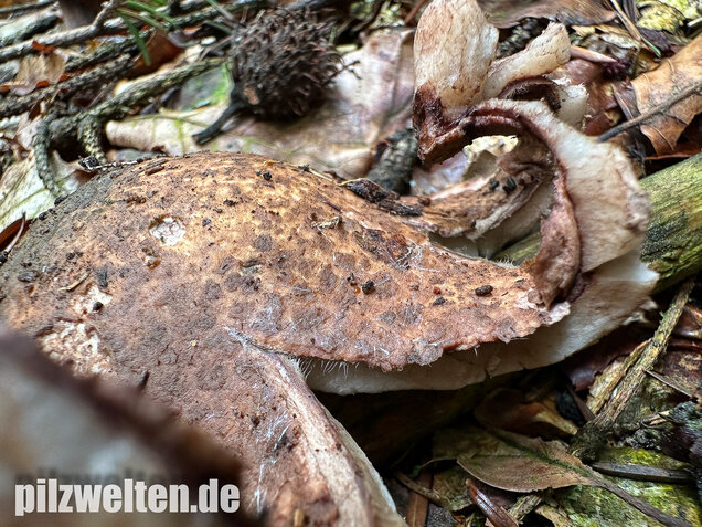 Halskrausen-Erdstern, Geastrum michelianum