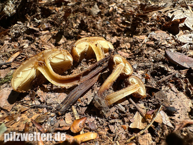 Igelschüppchenschnitzling, Phaeomarasmius erinaceus