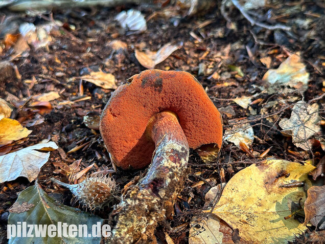 Kurznetziger Hexenröhrling, Suillellus mendax