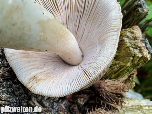 Ockergrauer Scheidenstreifling, Amanita lividopallescens