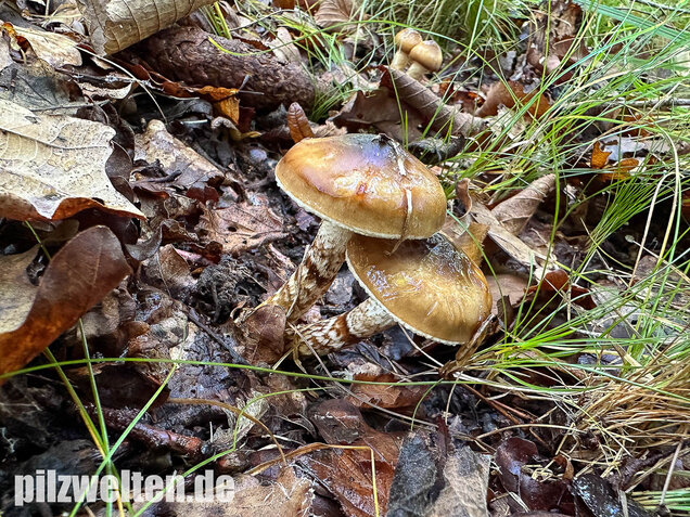 Zweifarbiger Schneckling, Olivbraungestiefelter Schneckling, Hygrophorus persoonii