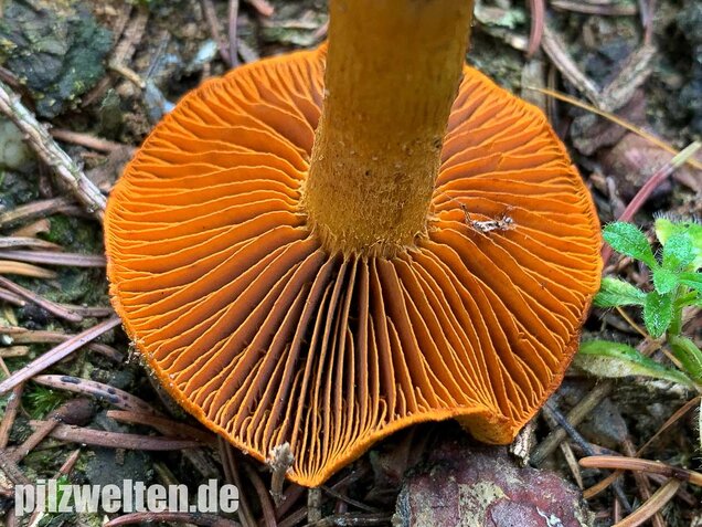 Orangefuchsiger Raukopf, Cortinarius orellanus