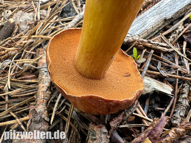 Pfefferröhrling, Chalciporus piperatus