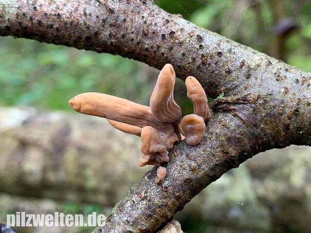 Röhrige Keule, Macrotyphula fistulosa