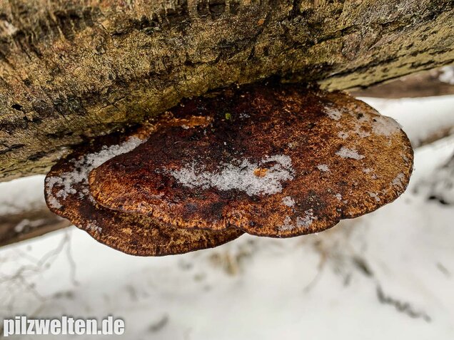 Rötende Tramete, Daedaleopsis confragosa