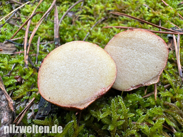 Rötlicher Wurzeltrüffel, Rhizopogon roseolus
