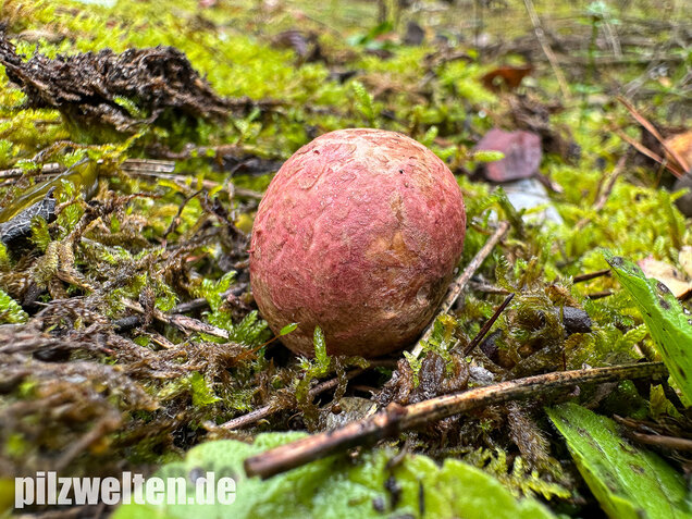 Rötlicher Wurzeltrüffel, Rhizopogon roseolus
