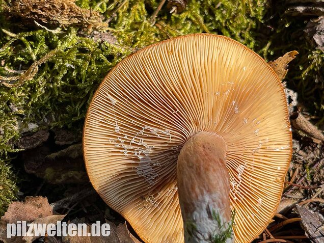 Rotbrauner Milchling, Lactarius rufus