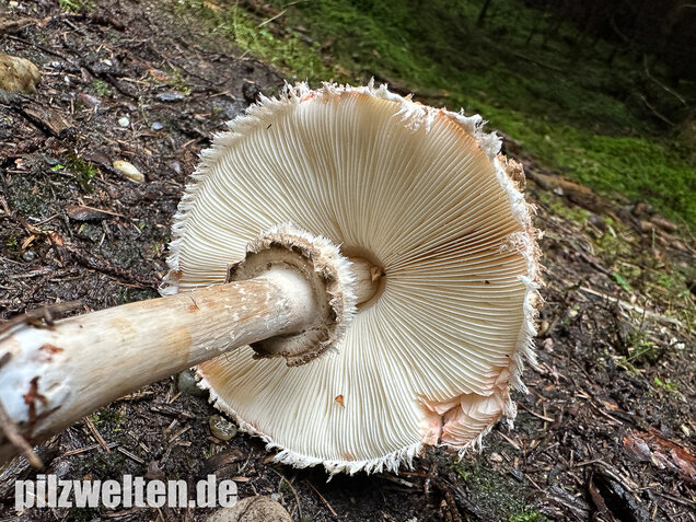 Olivbrauner Safranschirmling, Wald-Safranschirmling, Chlorophyllum olivieri
