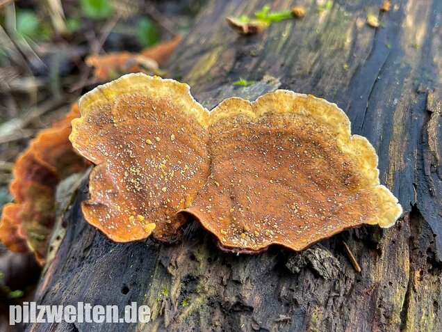 Samtiger Schichtpilz, Stereum subtomentosum