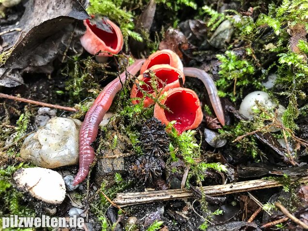 Zinnoberroter Prachtbecherling, Sarcoscypha austriaca