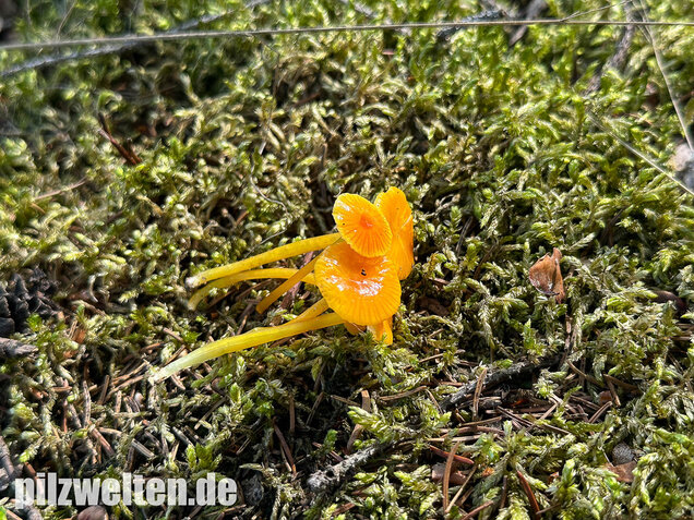 Schleimfußsaftling, Klebriger Saftling, Hygrocybe glutinipes