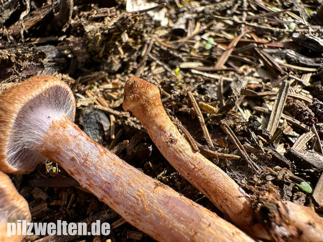 Schuppiger Dickfuß, Cortinarius pholideus
