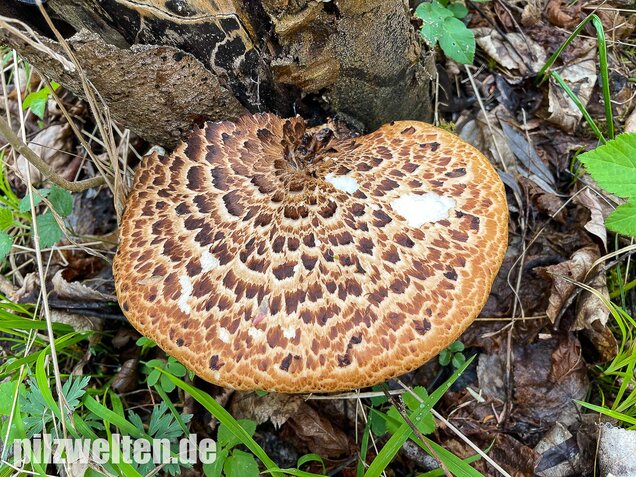 Schuppiger Porling, Cerioporus squamosus