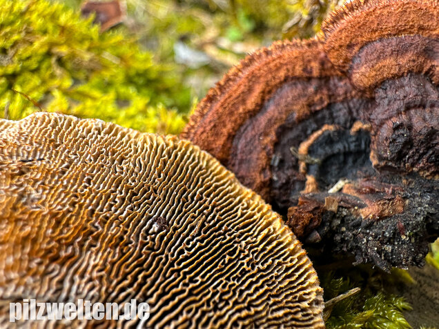 Tannenblättling, Gloeophyllum abietinum