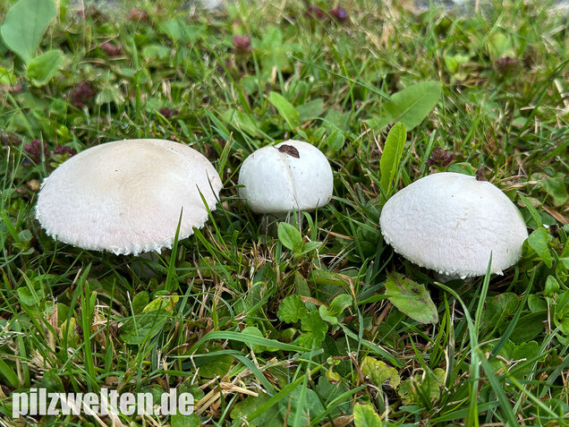 Wiesenchampignon, Wiesenegerling, Erdgürtel, Agaricus campestris