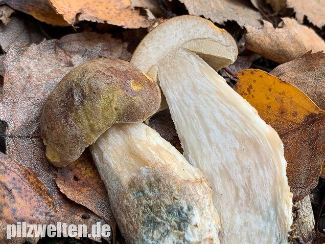 Wollstieliger Raufußröhrling, Leccinum cyaneobasileucum