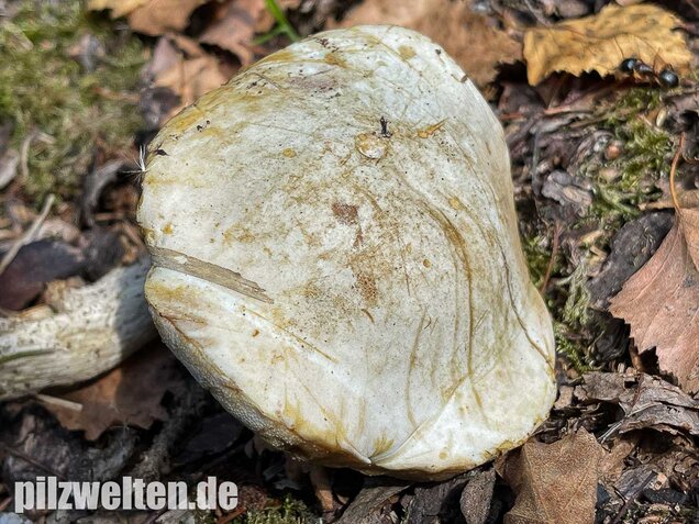 Wollstieliger Raufußröhrling (weiße Form), Leccinum cyaneobasileucum