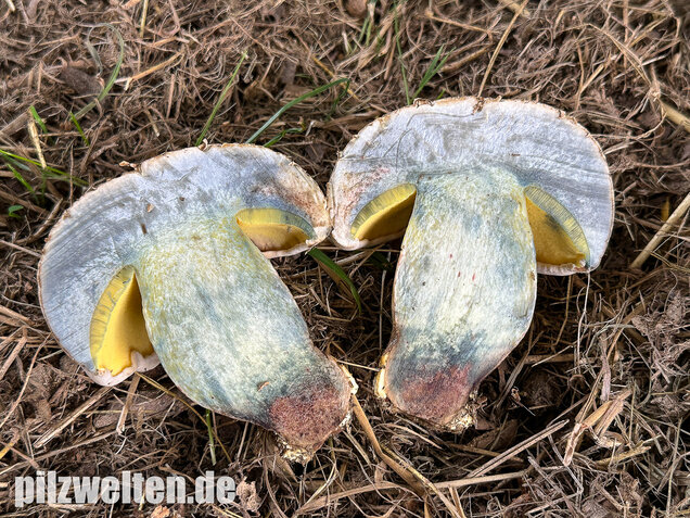 Wurzelnder Bitterröhrling, Caloboletus radicans