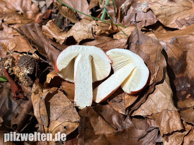 Zinnoberroter Täubling, Harter Zinnobertäubling, Russula rosea
