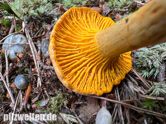 Bereifter Pfifferling, Blasser Nadelwaldpfifferling, Cantharellus subpruinosus